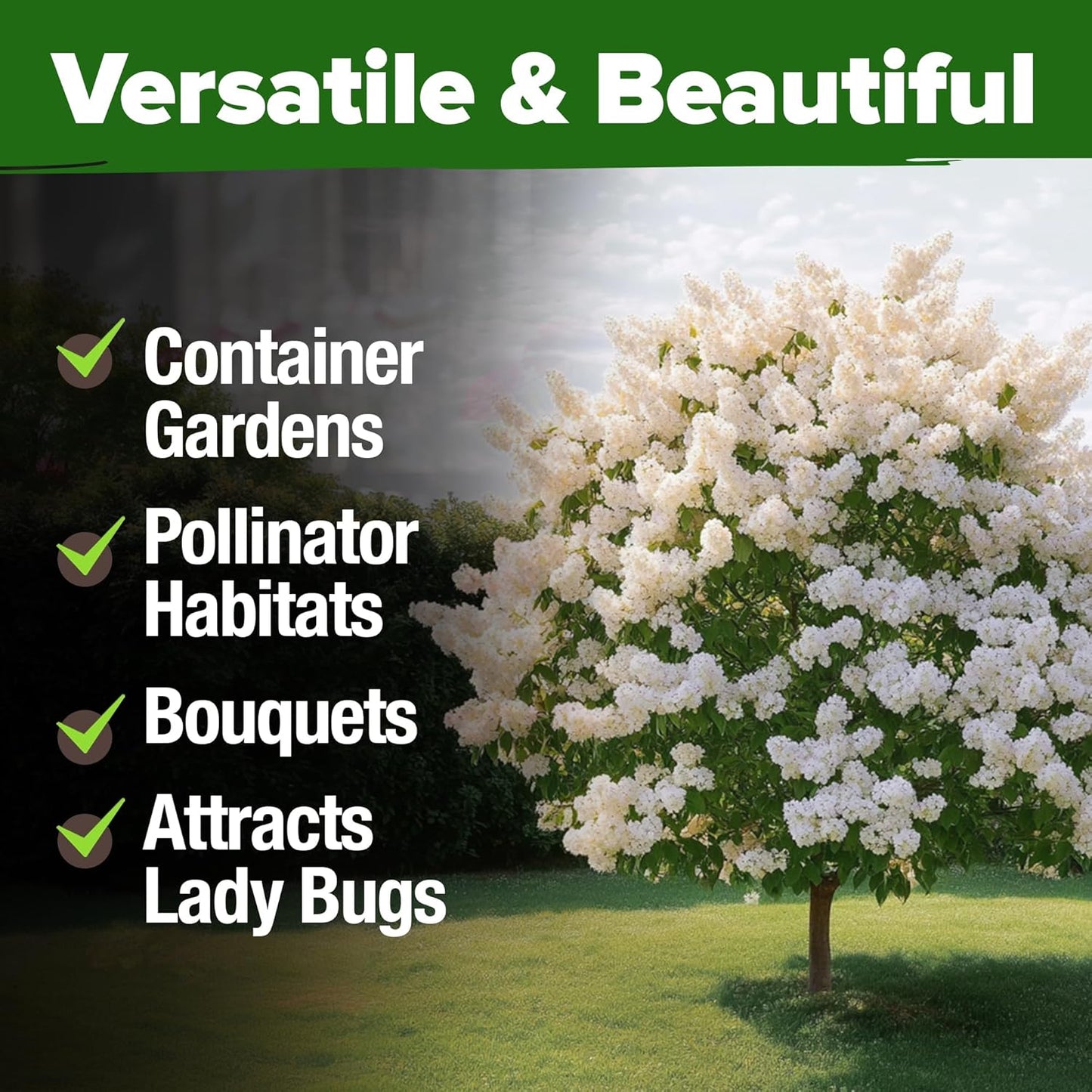 HOME GROWN π¨π¦π 53 White Lilac Flower Seeds Non-GMO, Heirloom Tree Seeds for Planting, Fragrant Flowering Tree Seeds for Landscaping, Pollinator Gardens, and Ornamental Borders (Syringa reticulata)