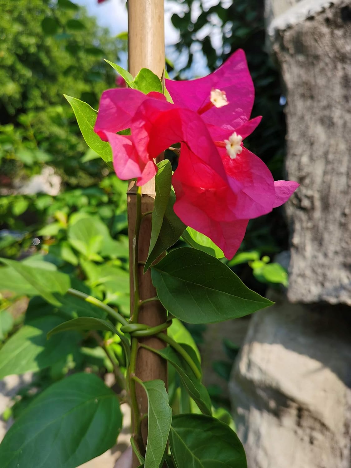 TIPU Soft Rubber Garden Rope Twine, Soft Hollow Stretchy Plant Support and Garden Twine, Green, 262 FT