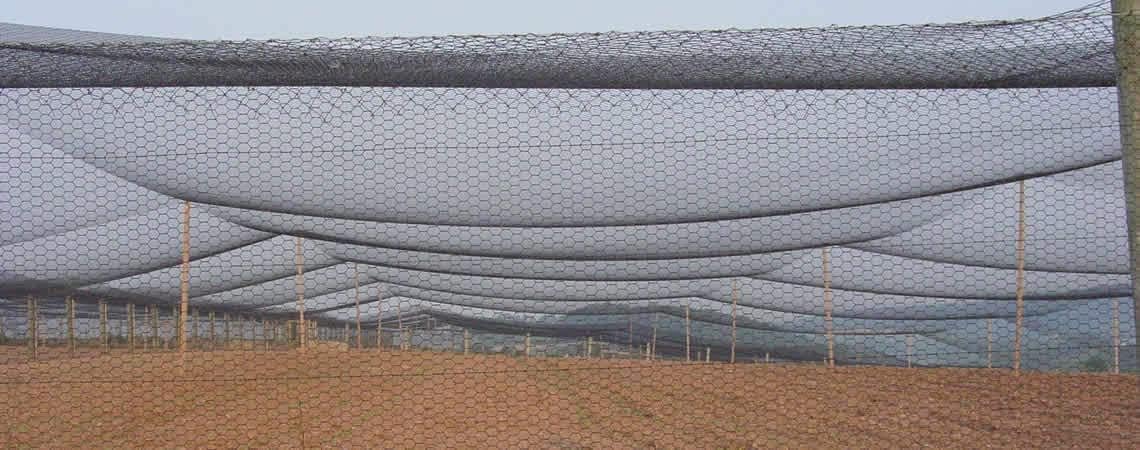 Poultry Netting 1" or 2" Mesh Heavy Knotted Nets Aviary Gamefowl Quail Chicken Bird Block Net Long Lasting Break/Burst 85/245 lb Polyethylene 8-10 Year Lifespan (50' X 50', 2)