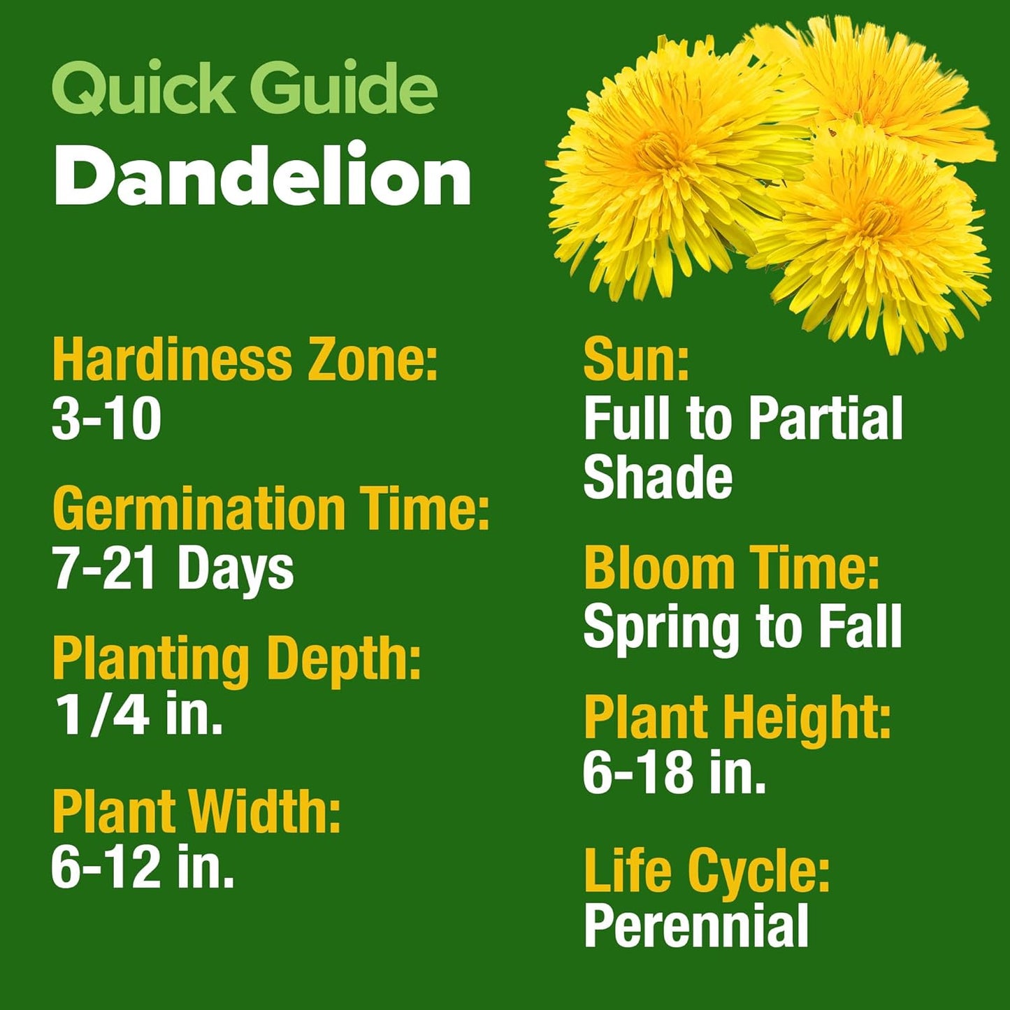 HOME GROWN 𝗨𝗦𝗔 𝗣𝗥𝗘𝗠𝗜𝗨𝗠 Dandelion Seeds for Planting – 600 Heirloom Medicinal Herb Seeds (~0.3g) 𝗡𝗢𝗡-𝗚𝗠𝗢 Grow Edible Leaves and Flowers for Remedies or Wildlife (Taraxacum officinale)