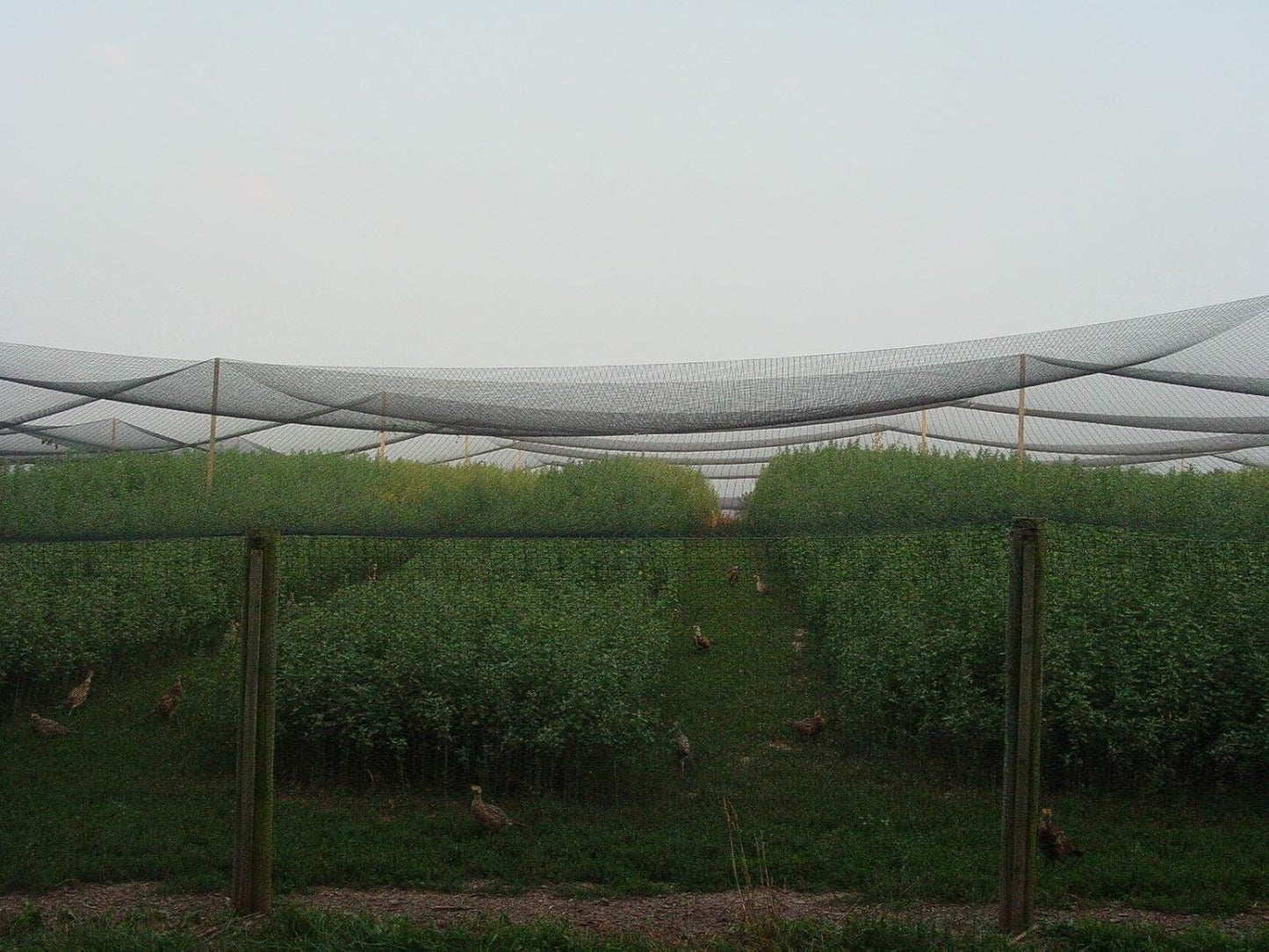 Excursions Aviary Netting 1" Heavy Knotted Poultry Net (12.5' x 100')