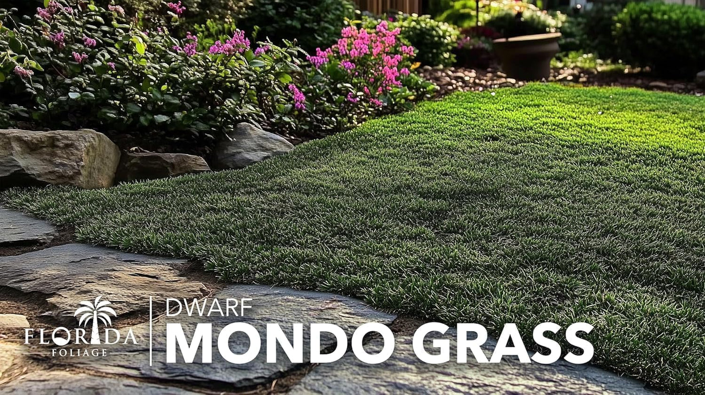 Dwarf Mondo Grass | 40 Live Plants | Japonicus Nanus | Shade Loving Evergreen Lilyturf Groundcover