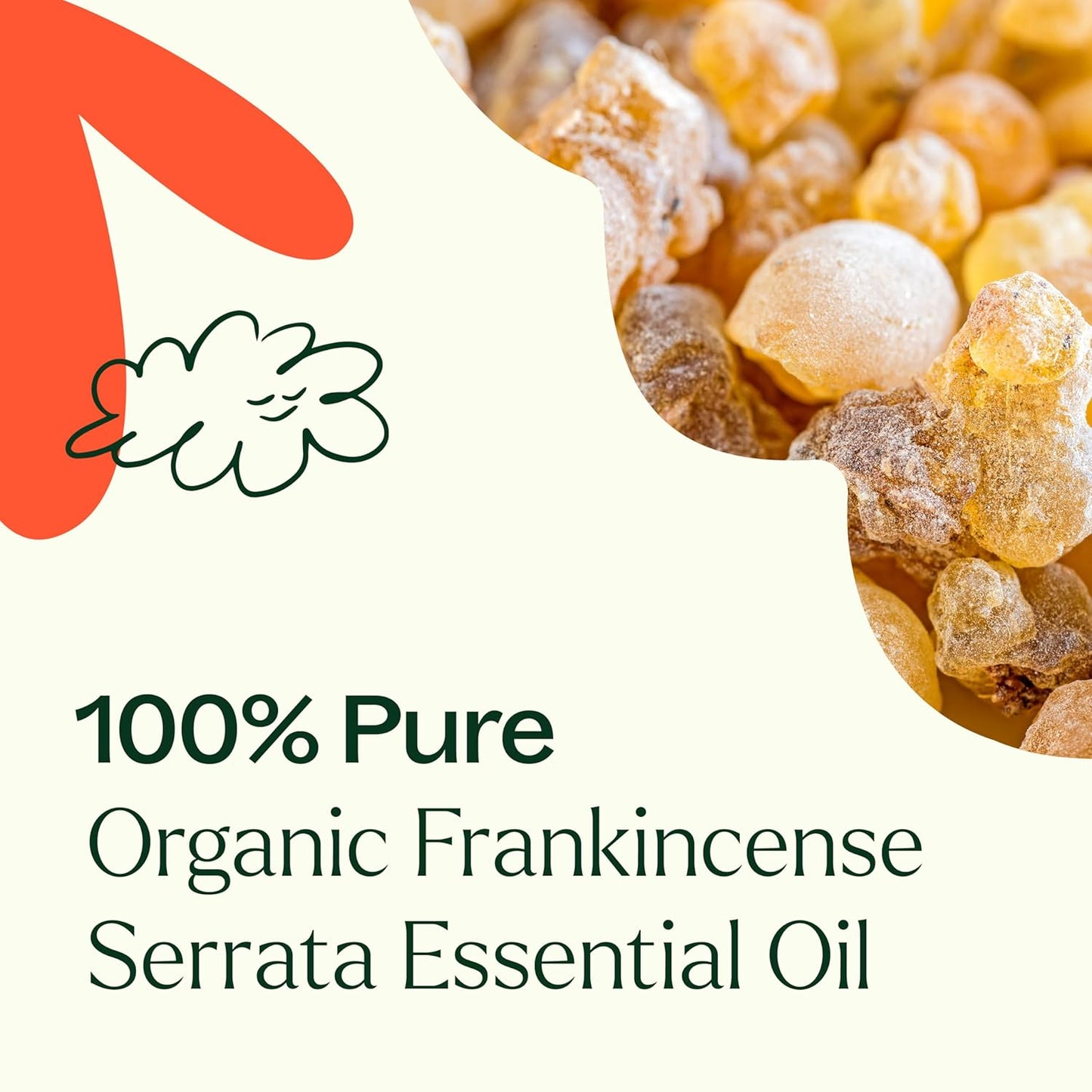 Plant Therapy Organic Frankincense Serrata Essential Oil 100% Pure, USDA Certified Organic, Undiluted, Natural Aromatherapy, Therapeutic Grade 10 mL (1/3 oz)
